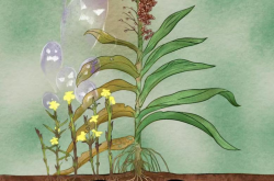 敲除这两个基因 作物将更好抵御寄生植物