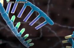 全球首例！中国团队成功将基因编辑猪肝脏移植人体