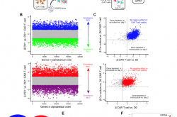 中国科学家成功“拼”出小麦完整基因组“拼图”