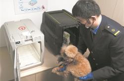 高铁宠物托运：“智能监测+运输箱”打造萌宠专属舱