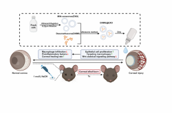 华厦眼科年报解码：利润阵痛期的战略突围与三重价值跃迁