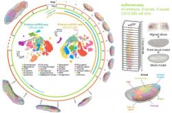 我国科研人员破译动物发育动态调控的“时空密码”