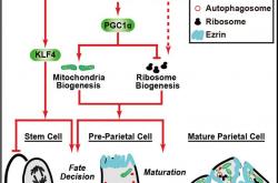 我国科学家首次揭示单个体细胞“变”完整植株全过程