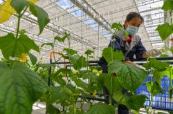专访麦麦科技创始人：中国有望在智慧农业领域实现“弯道超车”