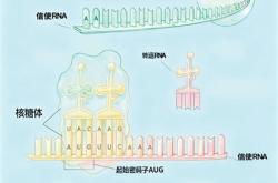 蛋白质合成，探索生命起源之谜