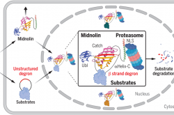 中国科学家创出蛋白靶向降解技术为“隐身”肿瘤细胞打上“身份标签”