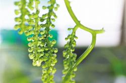 培育“航天月季” 力鸿一号完成亚轨道飞行试验任务