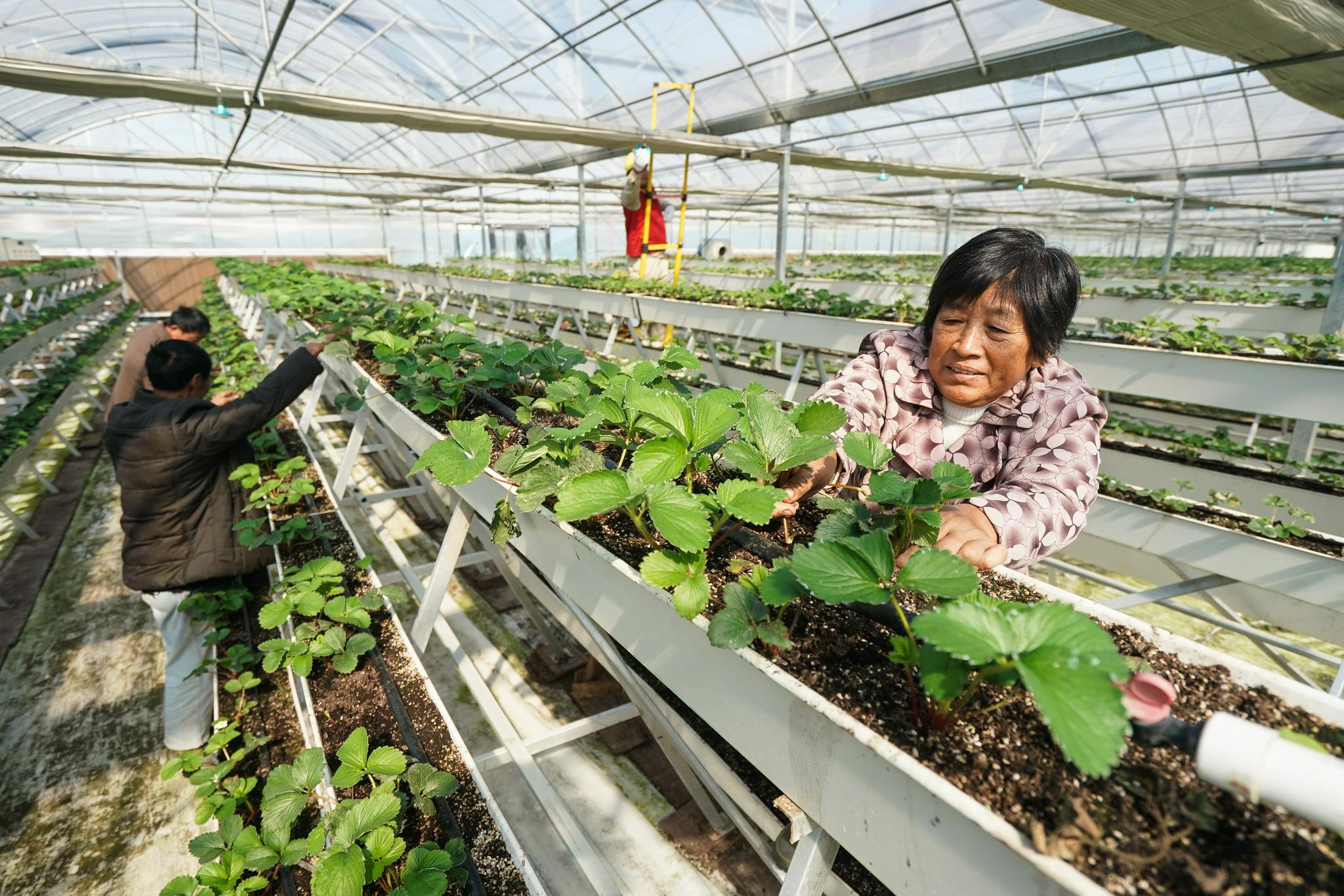 江苏：“智慧大脑”赋能绿色乡村建设