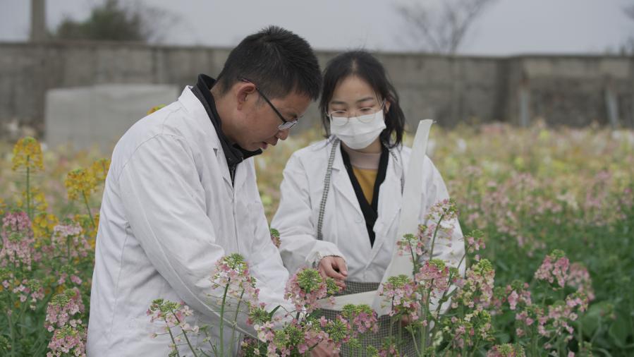 新华全媒+｜我国科学家培育出全球含油量最高油菜种质