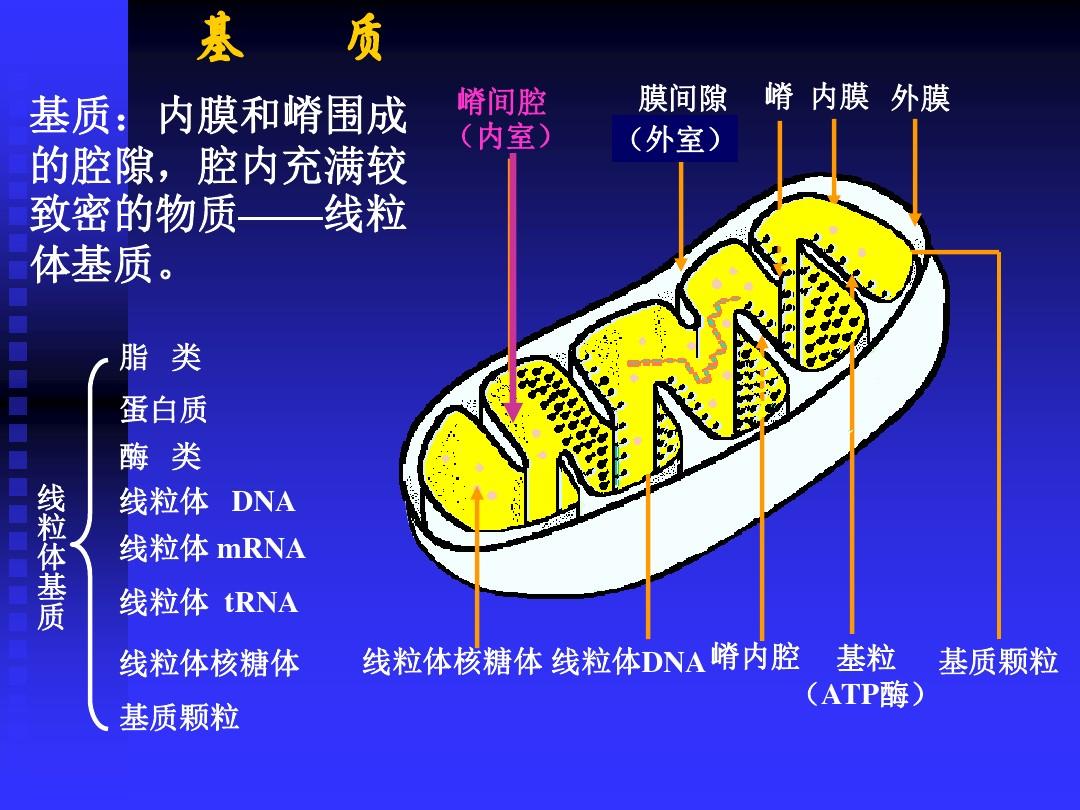 中美科研团队获得迄今为止最清晰的线粒体蛋白解析图像