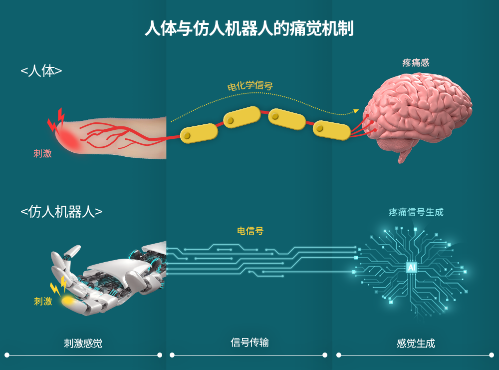 仿人类三维电子皮肤问世