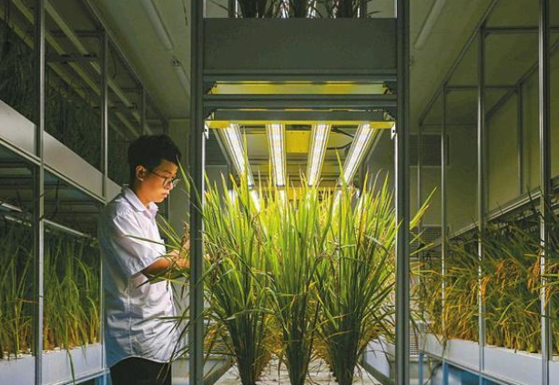 聚焦农业科技创新：植物工厂种出“智慧菜”