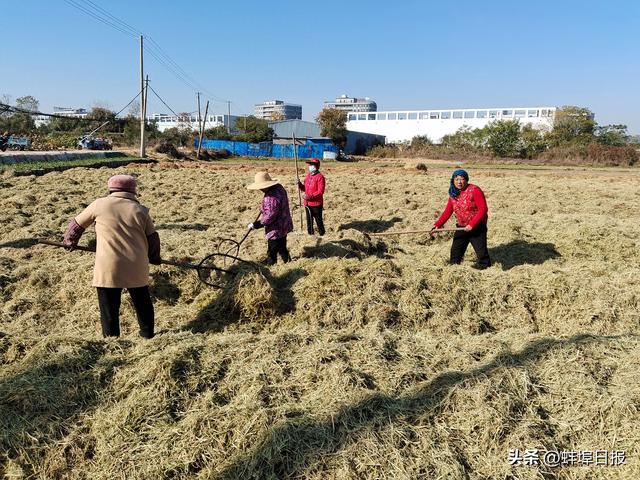 “新农人”带头 科技助力乡村振兴“丰景”