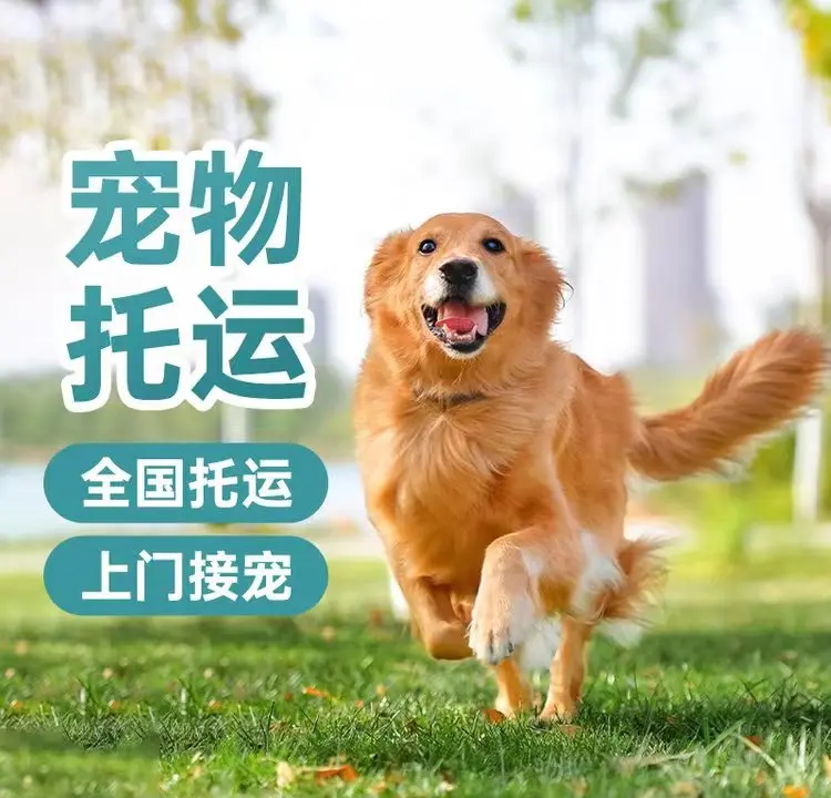 高铁宠物托运:“智能监测+运输箱”打造萌宠专属舱