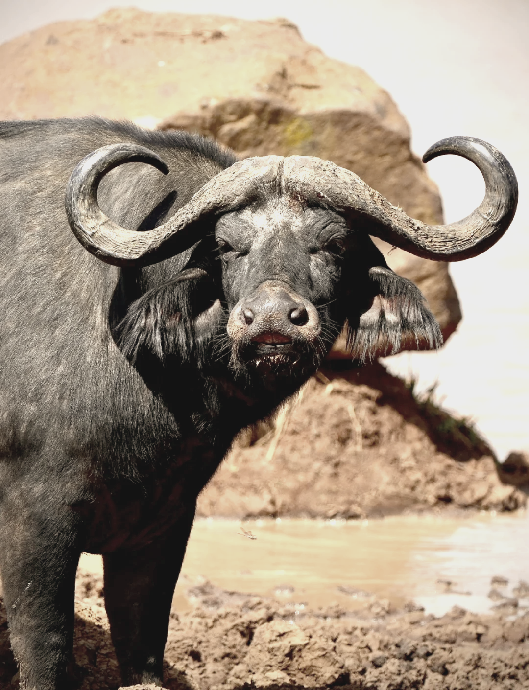 “非洲之王”的突围之路