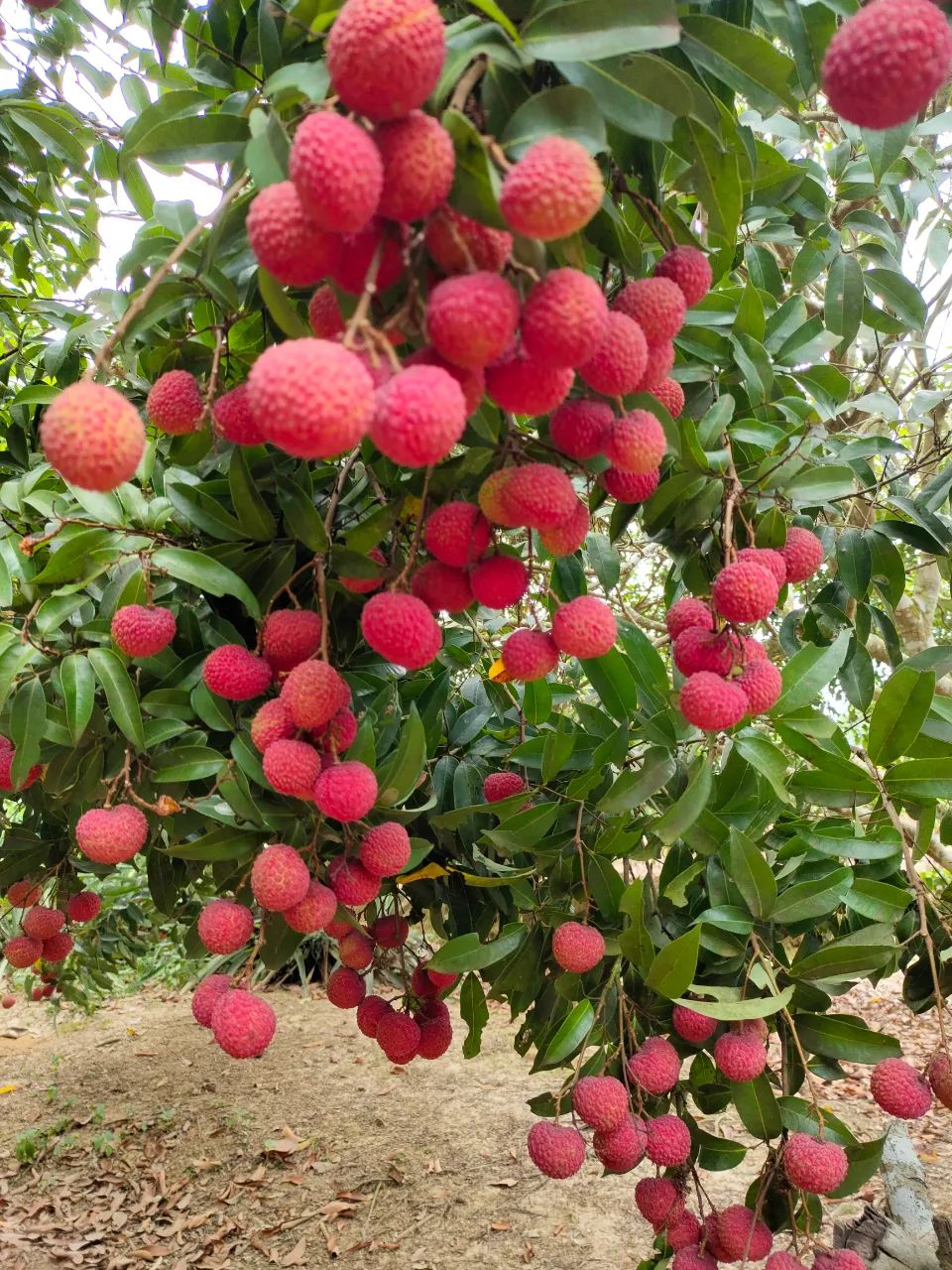 “鲜” 行一步!广东荔枝北上京津冀,探索“产区直供+枢纽中转”新模式