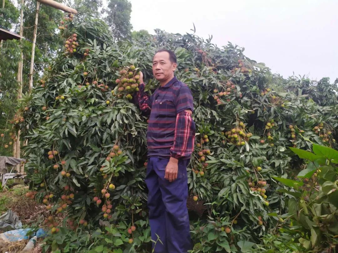 “鲜” 行一步!广东荔枝北上京津冀,探索“产区直供+枢纽中转”新模式