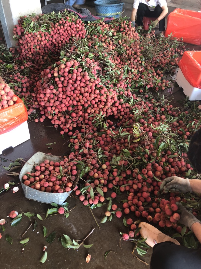 “鲜” 行一步!广东荔枝北上京津冀,探索“产区直供+枢纽中转”新模式