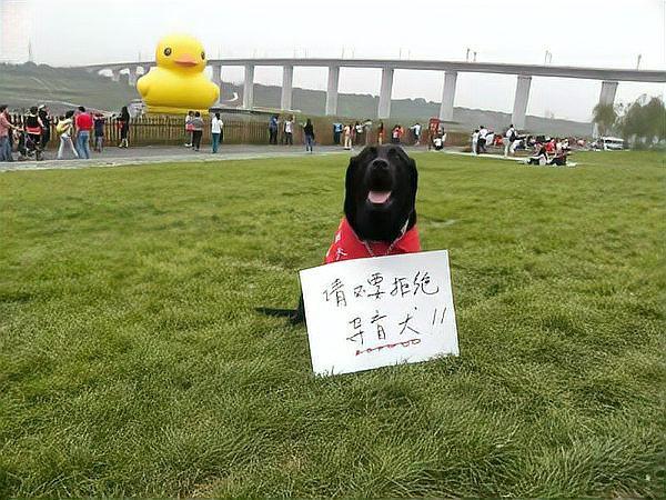 机器人助力幸福生活｜电子导盲犬让视障人士“看见”生活点滴