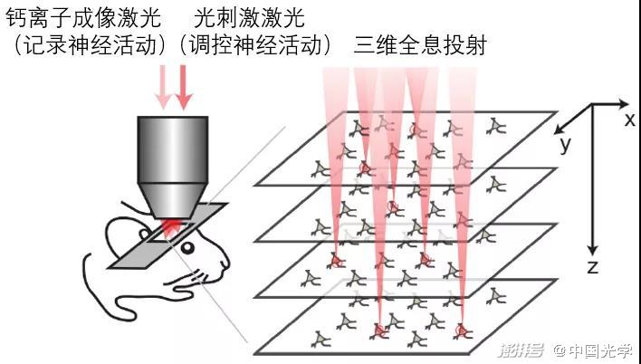 深脑“彩色”成像！中国成功研制多色微型化双光子显微镜