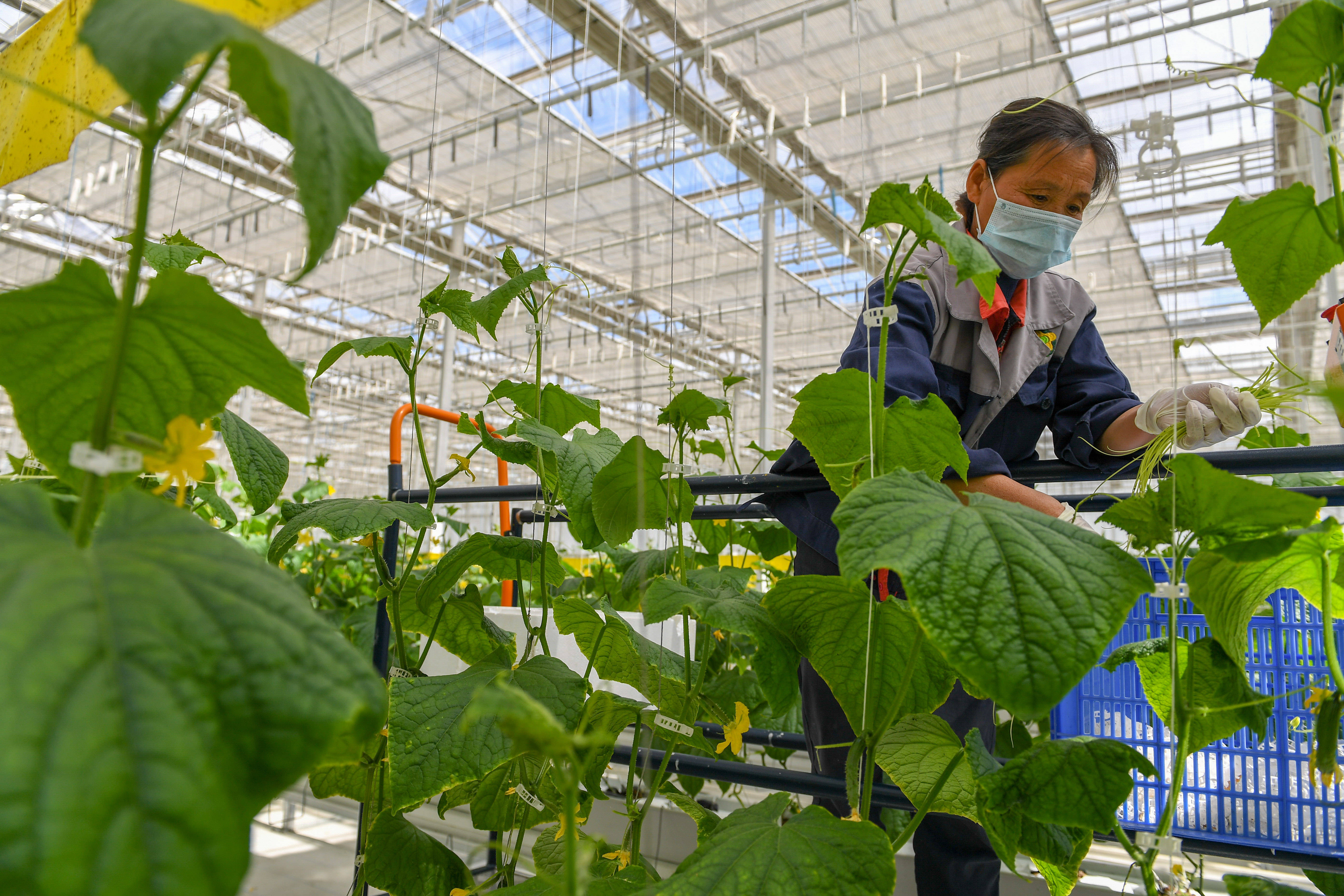 专访麦麦科技创始人：中国有望在智慧农业领域实现“弯道超车”