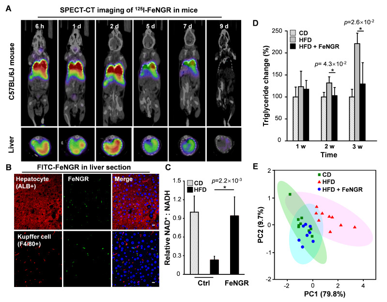 聚焦神二十一:小鼠“飞天”记