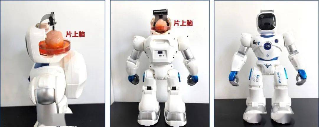 用“意念”对话未来?我在天大解锁脑机接口