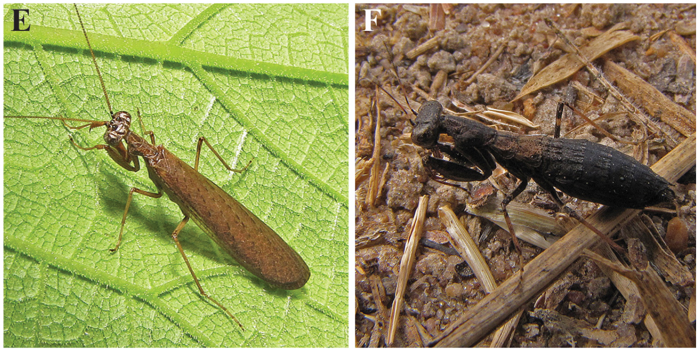 Manus 嫁入豪门 Meta,图的是啥?