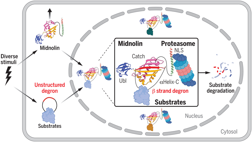 中国科学家创出蛋白靶向降解技术为“隐身”肿瘤细胞打上“身份标签”